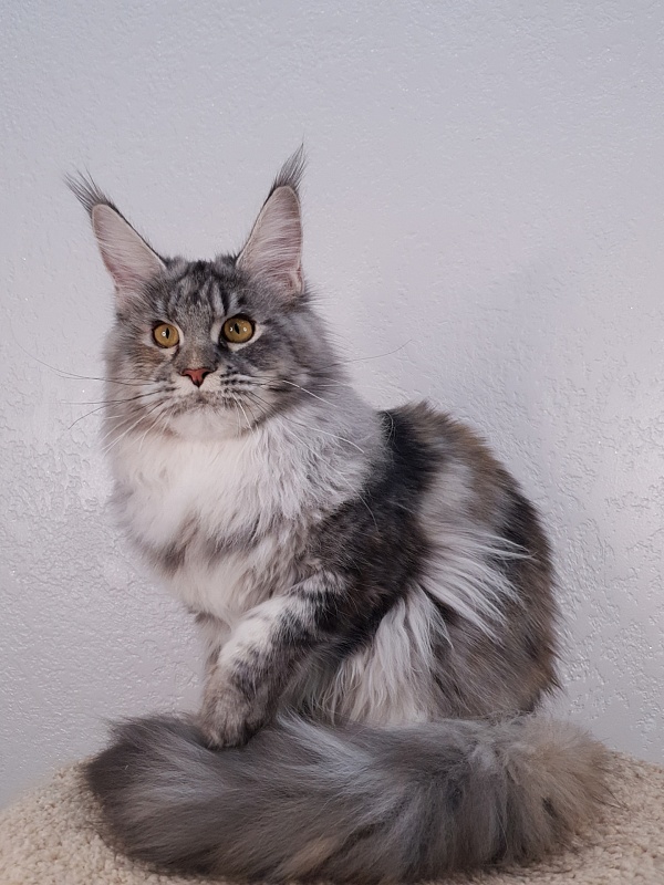 Olsey Akbars - Junior maine-coon 8 months