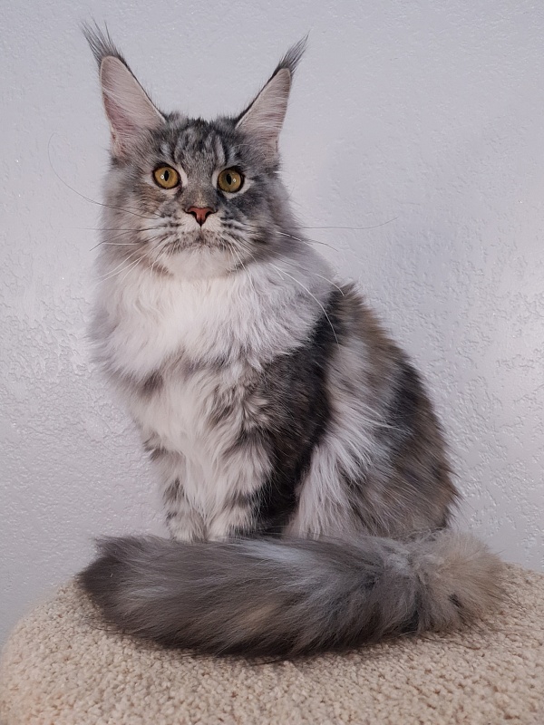 Olsey Akbars - Junior maine-coon 8 months