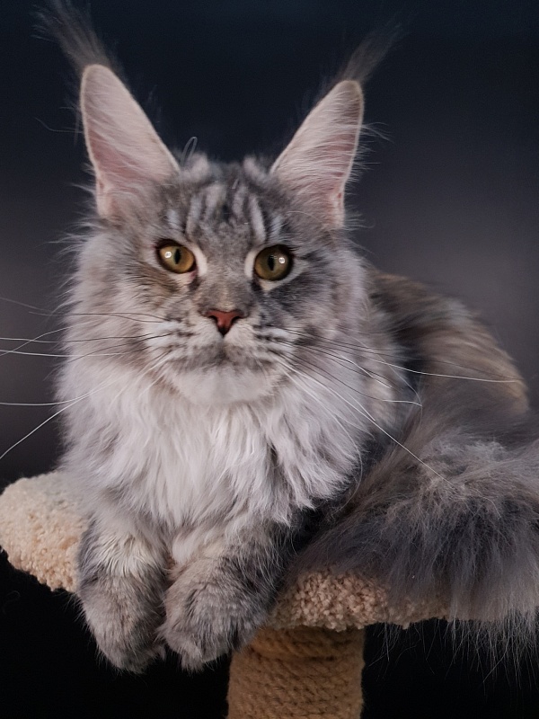 Olsey Akbars - Adult maine-coon 11 months