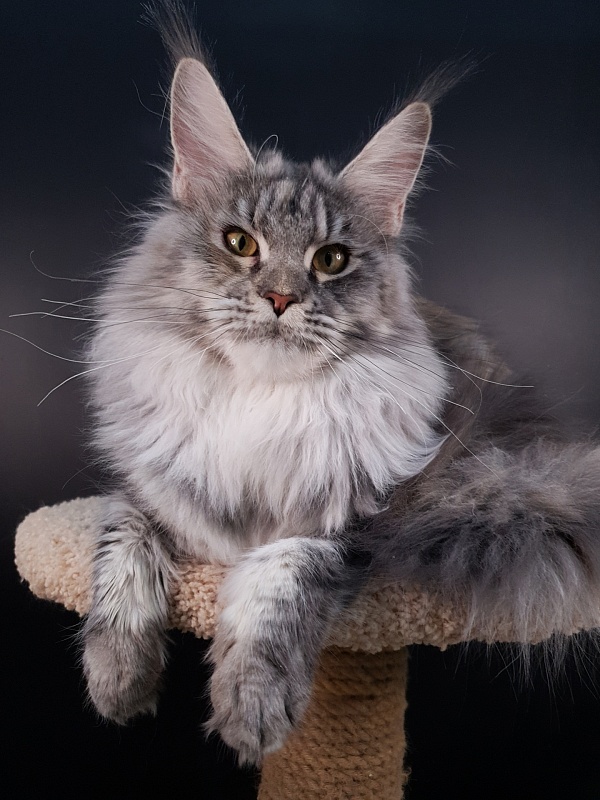 Olsey Akbars - Adult maine-coon 11 months