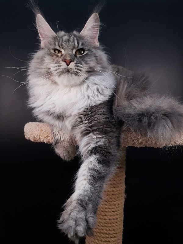 Olsey Akbars - Adult maine-coon 11 months