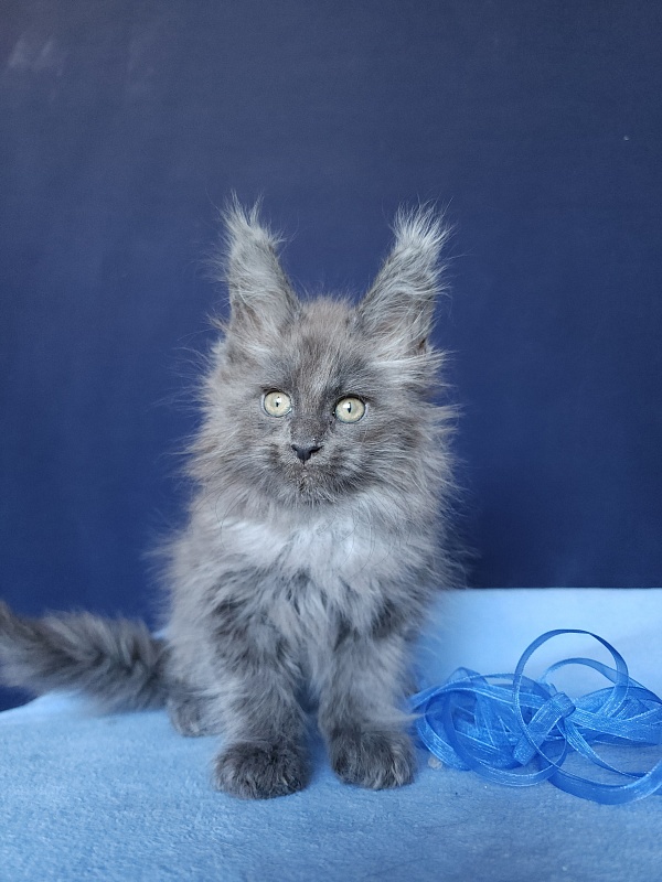 Karat Akbars - Kitten maine-coon 1 month 2.5 weeks