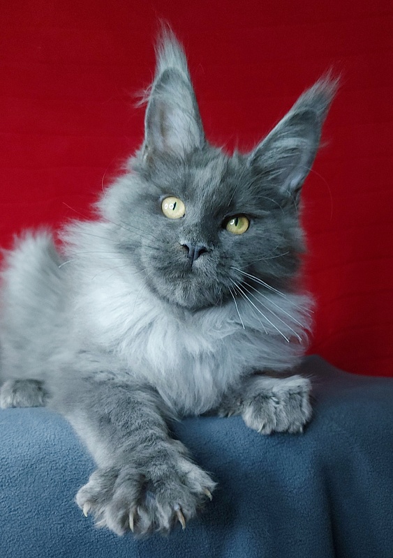 Karat Akbars - Kitten maine-coon 4 months 0.5 weeks