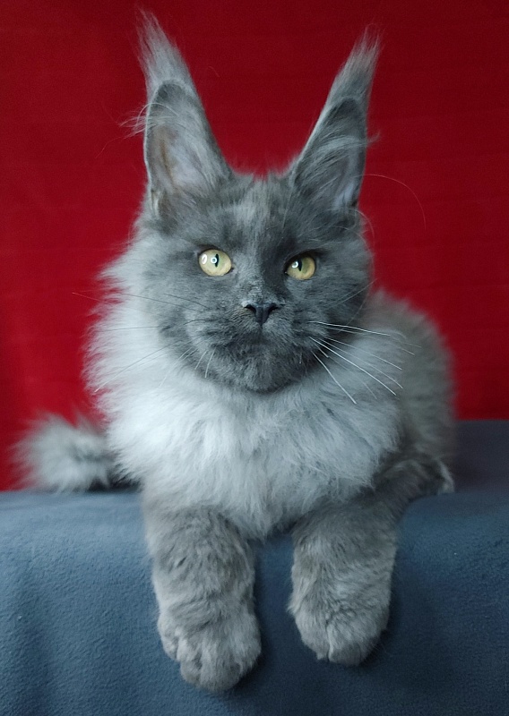 Karat Akbars - Kitten maine-coon 4 months 0.5 weeks