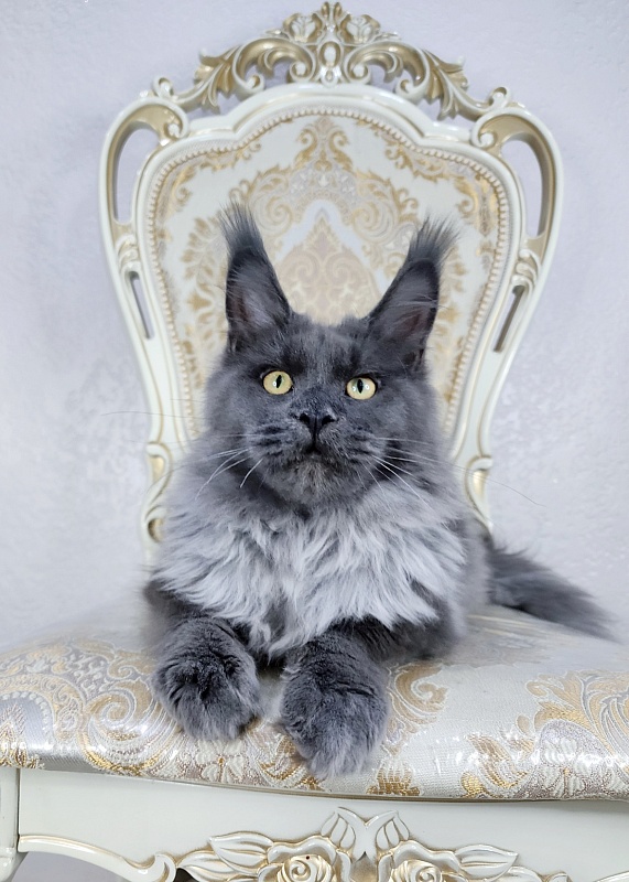 Karat Akbars - Kitten maine-coon 6 months