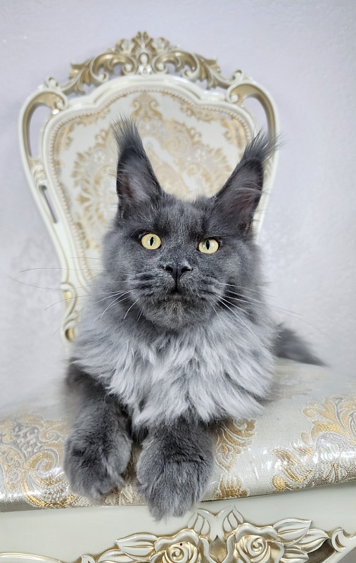 Karat Akbars - Kitten maine-coon 6 months