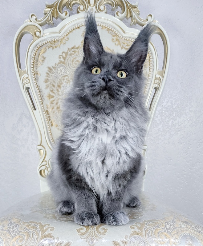 Karat Akbars - Kitten maine-coon 6 months