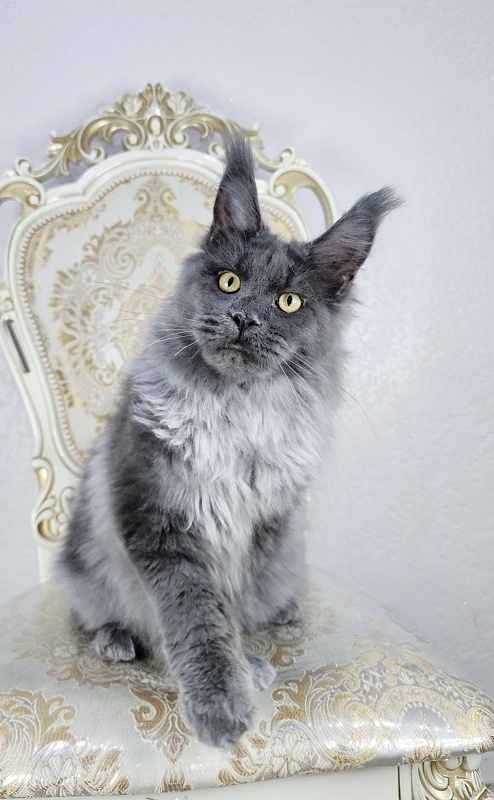 Karat Akbars - Kitten maine-coon 6 months