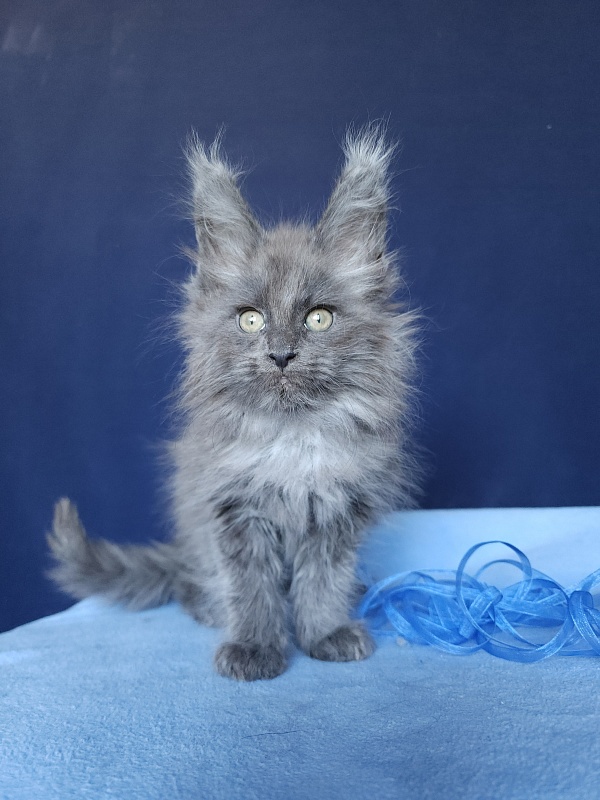 Karat Akbars - Kitten maine-coon 1 month 2.5 weeks