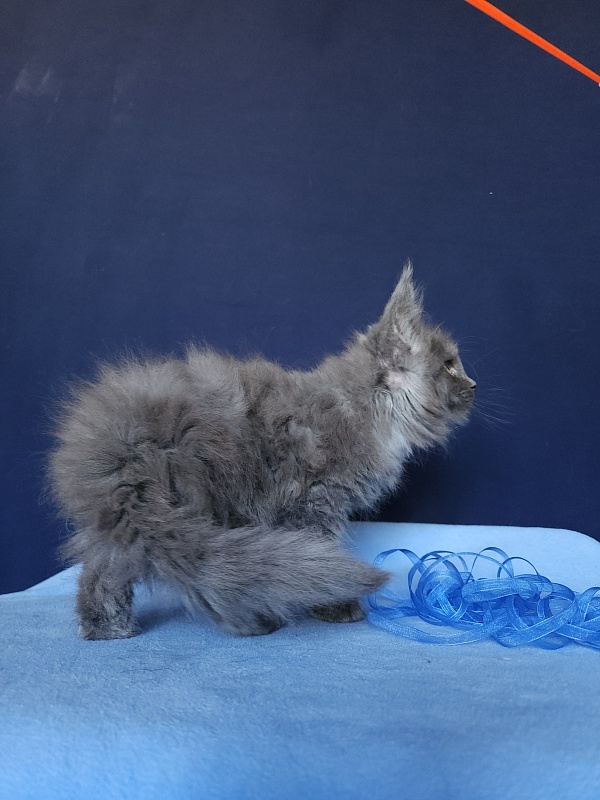 Karat Akbars - Kitten maine-coon 1 month 2.5 weeks