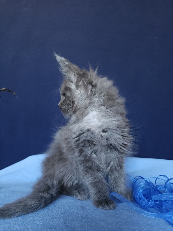 Karat Akbars - Kitten maine-coon 1 month 2.5 weeks