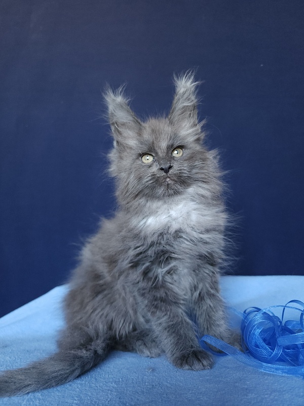 Karat Akbars - Kitten maine-coon 1 month 2.5 weeks