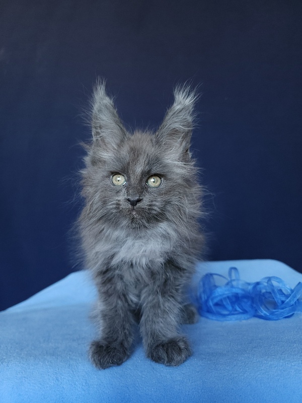 Karat Akbars - Kitten maine-coon 1 month 2.5 weeks