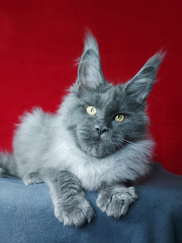 Karat Akbars - Kitten maine-coon 4 months 0.5 weeks