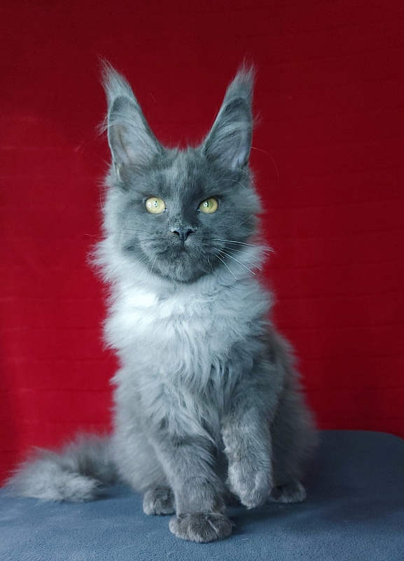 Karat Akbars - Kitten maine-coon 4 months 0.5 weeks