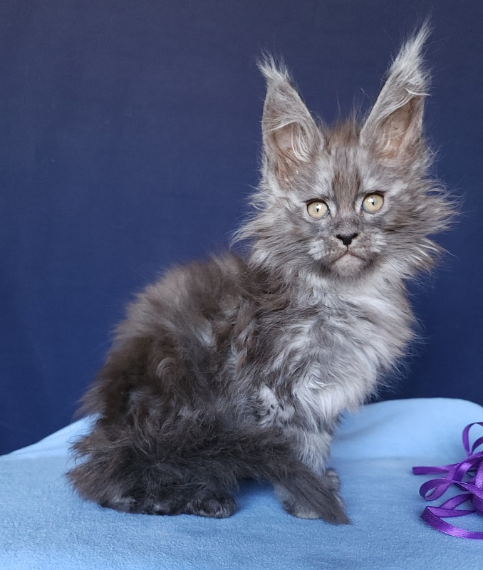 Keit  Akbars - Kitten maine-coon 1 month 2.5 weeks