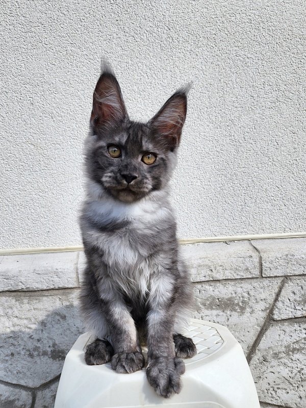 Keit  Akbars - Kitten maine-coon 3 months 3 weeks