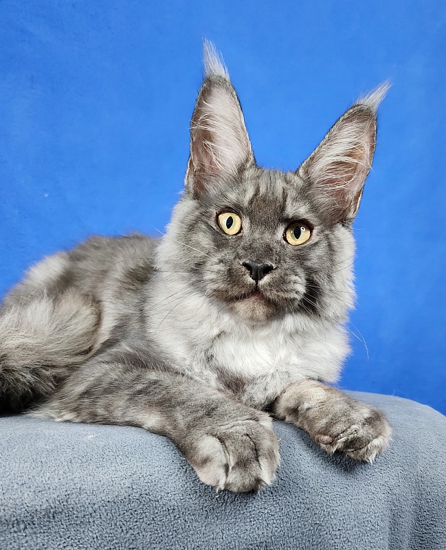 Keit  Akbars - Kitten maine-coon 4 months 1.5 week