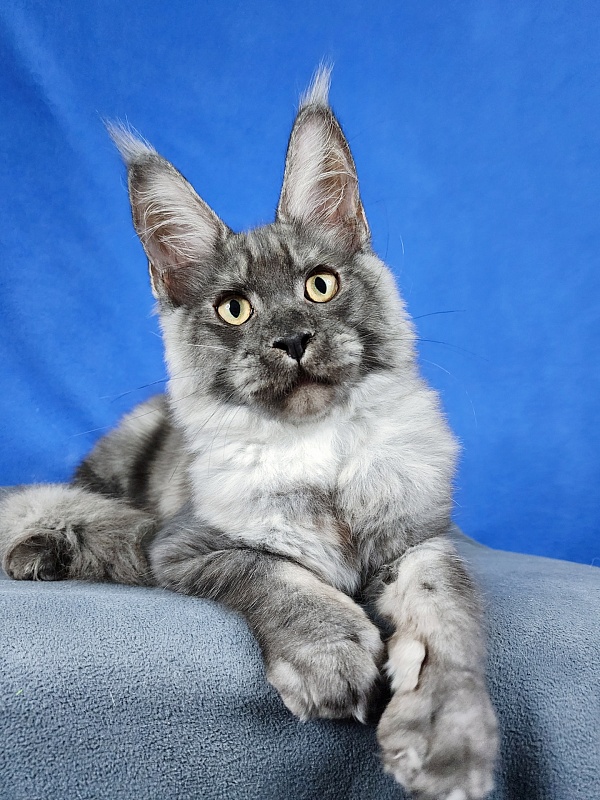 Keit  Akbars - Kitten maine-coon 4 months 1.5 week