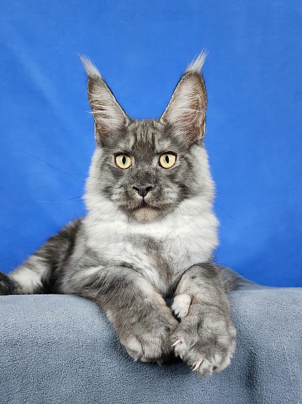 Keit  Akbars - Kitten maine-coon 4 months 1.5 week