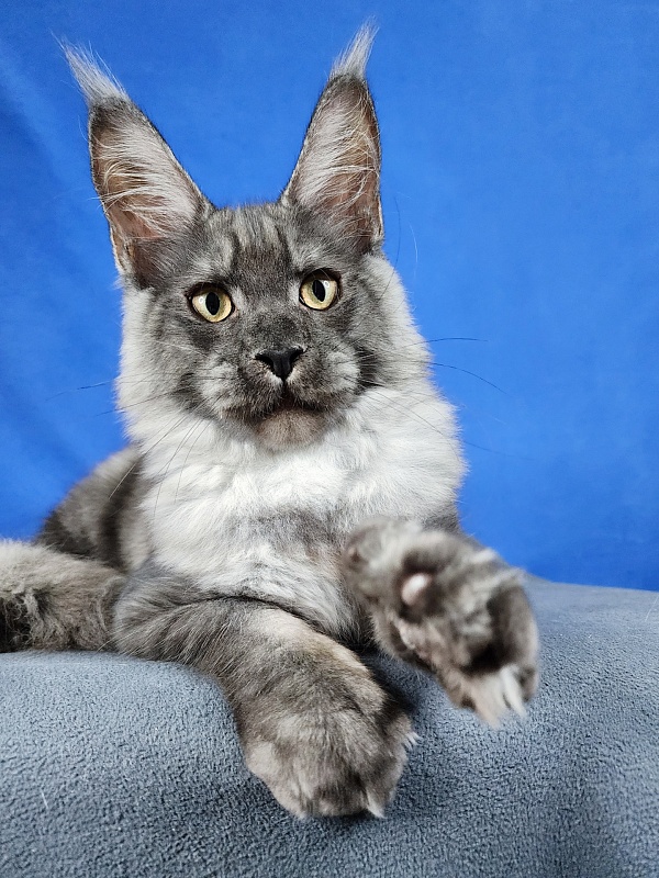 Keit  Akbars - Kitten maine-coon 4 months 1.5 week