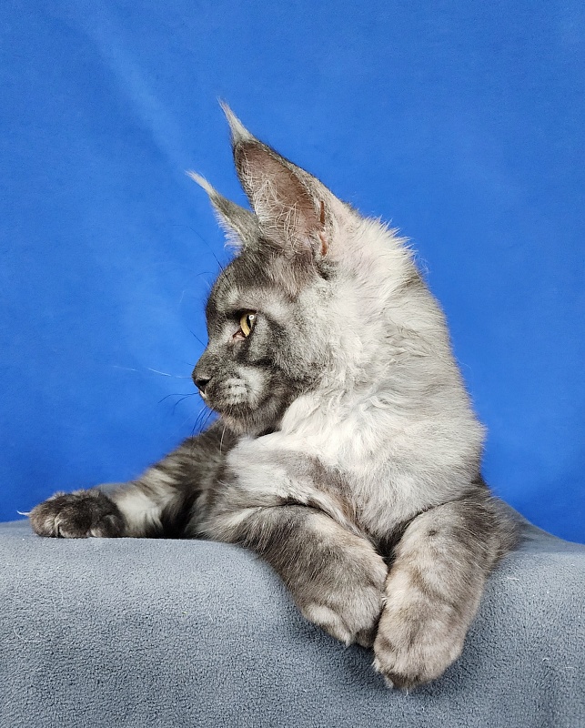 Keit  Akbars - Kitten maine-coon 4 months 1.5 week