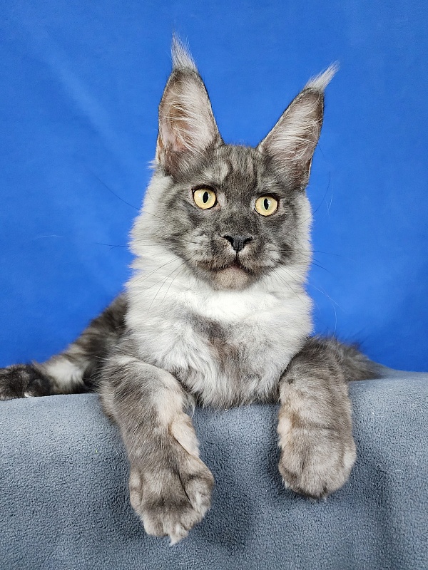 Keit  Akbars - Kitten maine-coon 4 months 1.5 week