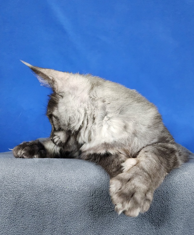 Keit  Akbars - Kitten maine-coon 4 months 1.5 week