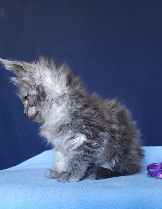 Keit  Akbars - Kitten maine-coon 1 month 2.5 weeks