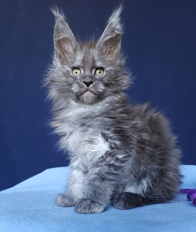 Keit  Akbars - Kitten maine-coon 1 month 2.5 weeks