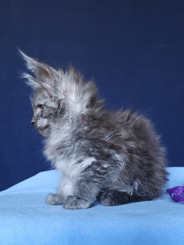 Keit  Akbars - Kitten maine-coon 1 month 2.5 weeks