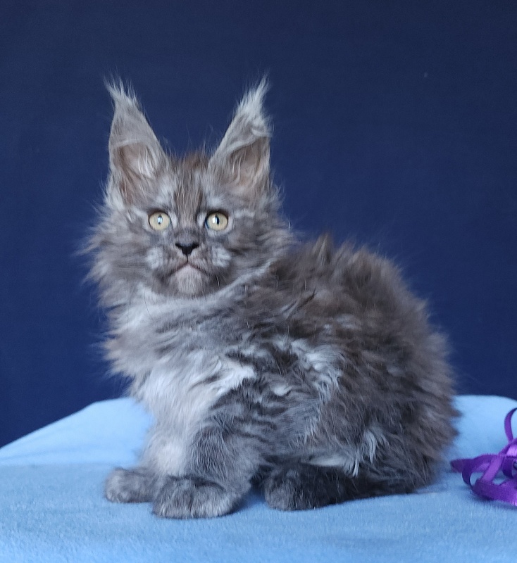 Keit  Akbars - Kitten maine-coon 1 month 2.5 weeks