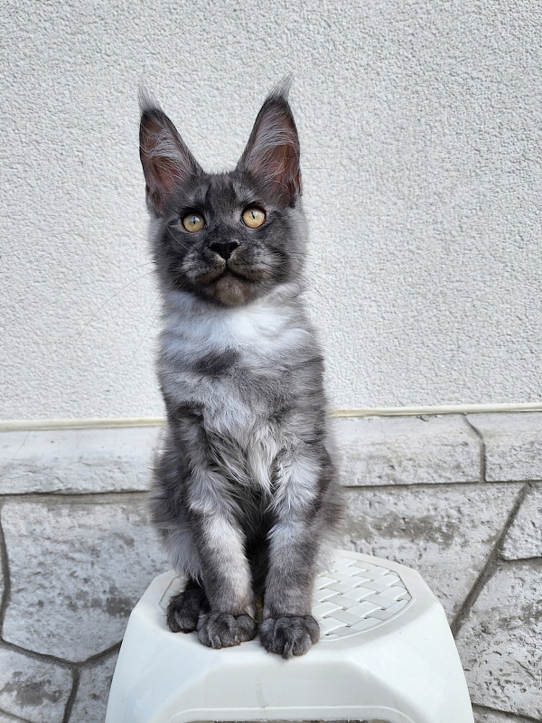 Keit  Akbars - Kitten maine-coon 3 months 3 weeks