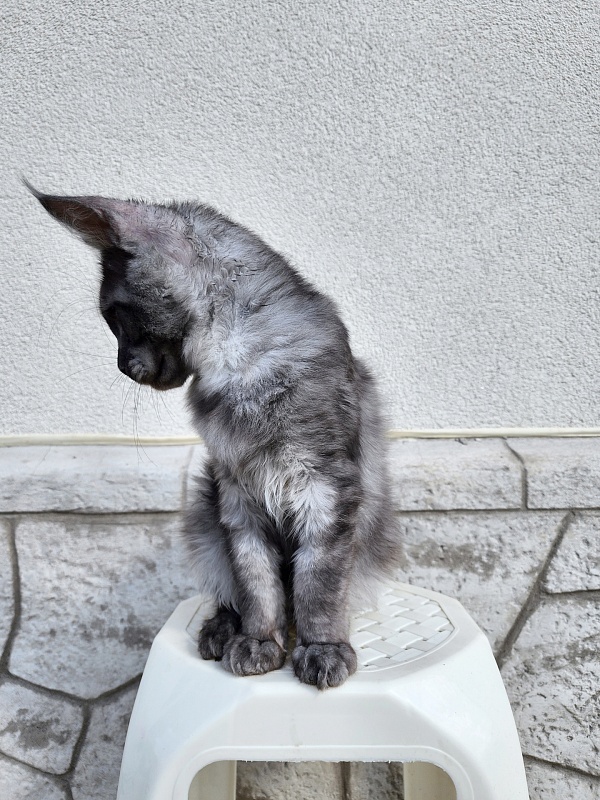 Keit  Akbars - Kitten maine-coon 3 months 3 weeks