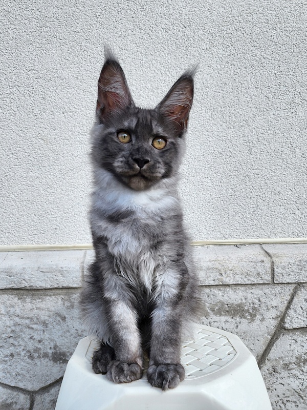 Keit  Akbars - Kitten maine-coon 3 months 3 weeks