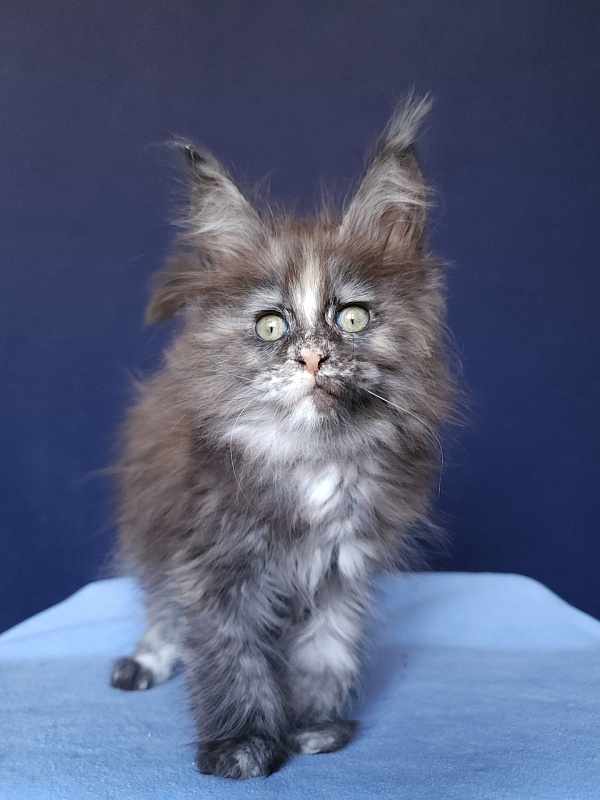 Kora Akbars - Kitten maine-coon 1 month 2.5 weeks