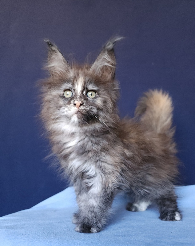 Kora Akbars - Kitten maine-coon 1 month 2.5 weeks
