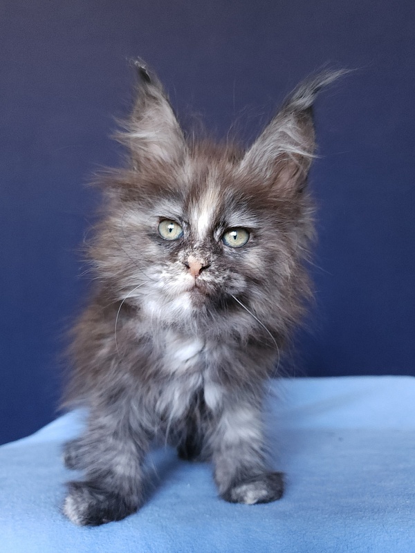 Kora Akbars - Kitten maine-coon 1 month 2.5 weeks