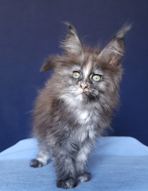 Kora Akbars - Kitten maine-coon 1 month 2.5 weeks