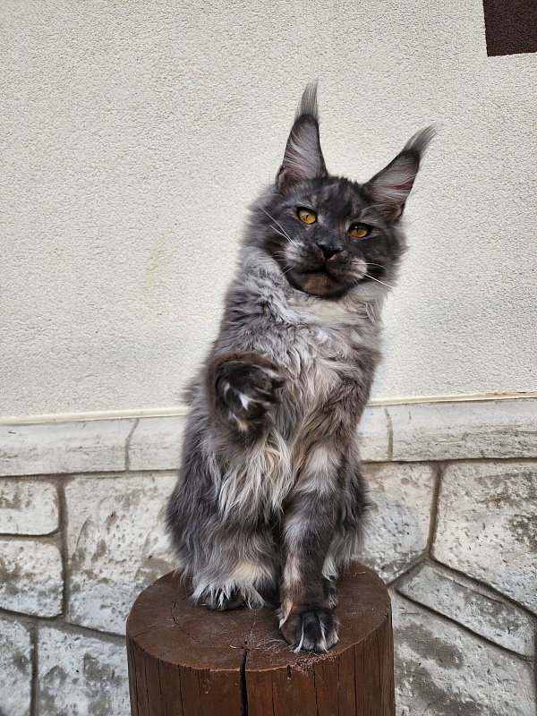 Neapolis Akbars - Kitten maine-coon 6 months 2 weeks