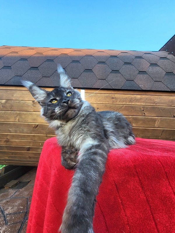 Neapolis Akbars - Junior maine-coon 7 months 3.5 weeks