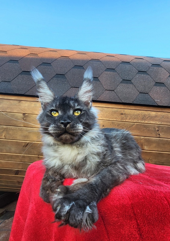 Neapolis Akbars - Junior maine-coon 7 months 3.5 weeks