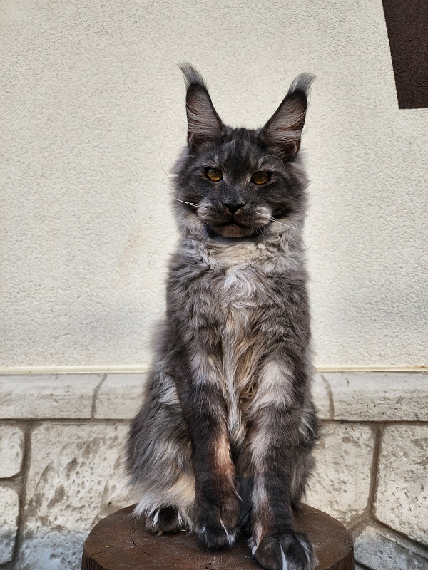 Neapolis Akbars - Kitten maine-coon 6 months 2 weeks