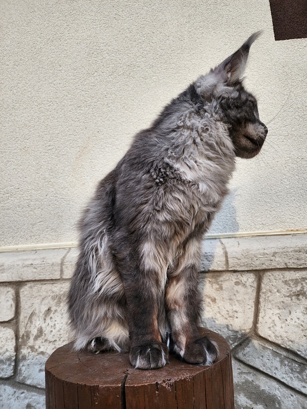 Neapolis Akbars - Kitten maine-coon 6 months 2 weeks