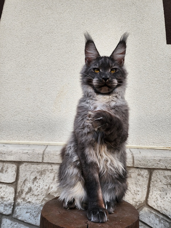 Neapolis Akbars - Kitten maine-coon 6 months 2 weeks