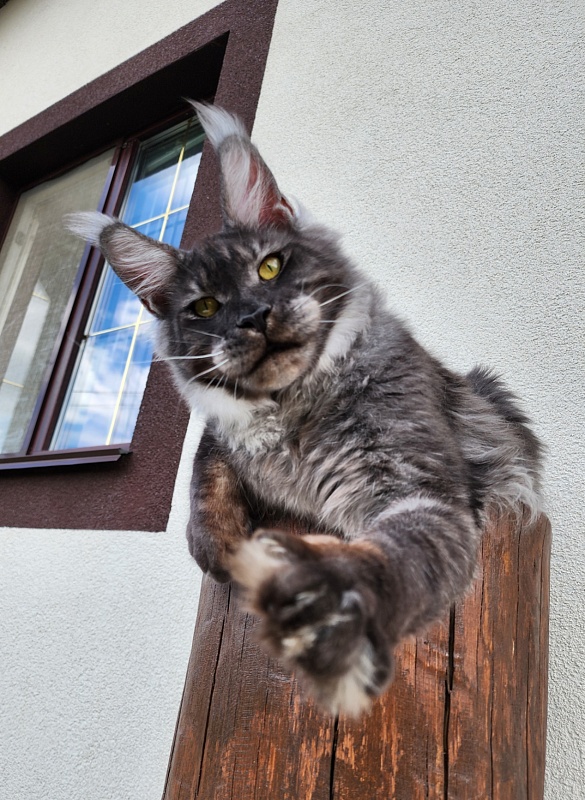 Neapolis Akbars - Junior maine-coon 7 months 2 weeks
