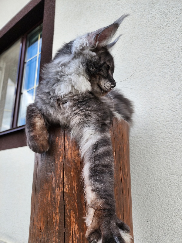 Neapolis Akbars - Junior maine-coon 7 months 2 weeks