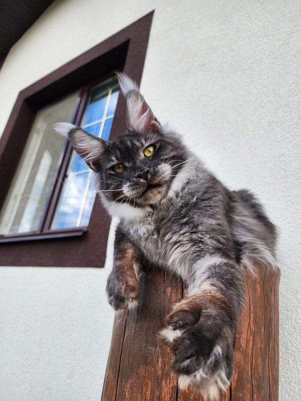 Neapolis Akbars - Junior maine-coon 7 months 2 weeks