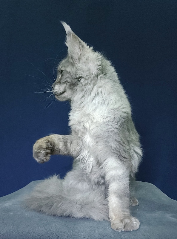 Nuga  Akbars - Kitten maine-coon 6 months