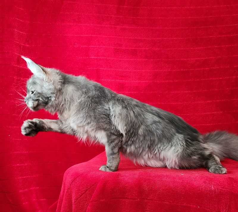 Nuga  Akbars - Kitten maine-coon 6 months 1 week